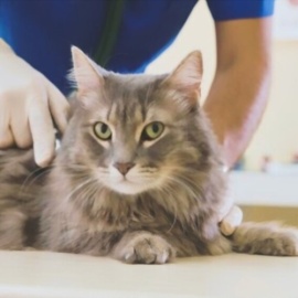 Hayvan Besleme ve Diyet Düzenleme
